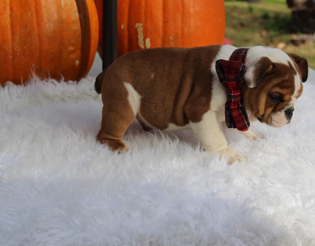 English Bulldog Puppies For Sale Winston Salem Nc 285279