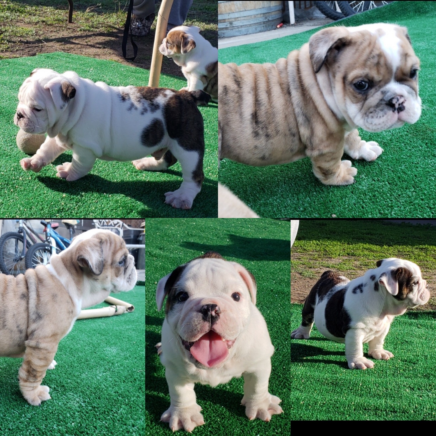 English Bulldog Puppies For Sale Chula Vista, CA 288043
