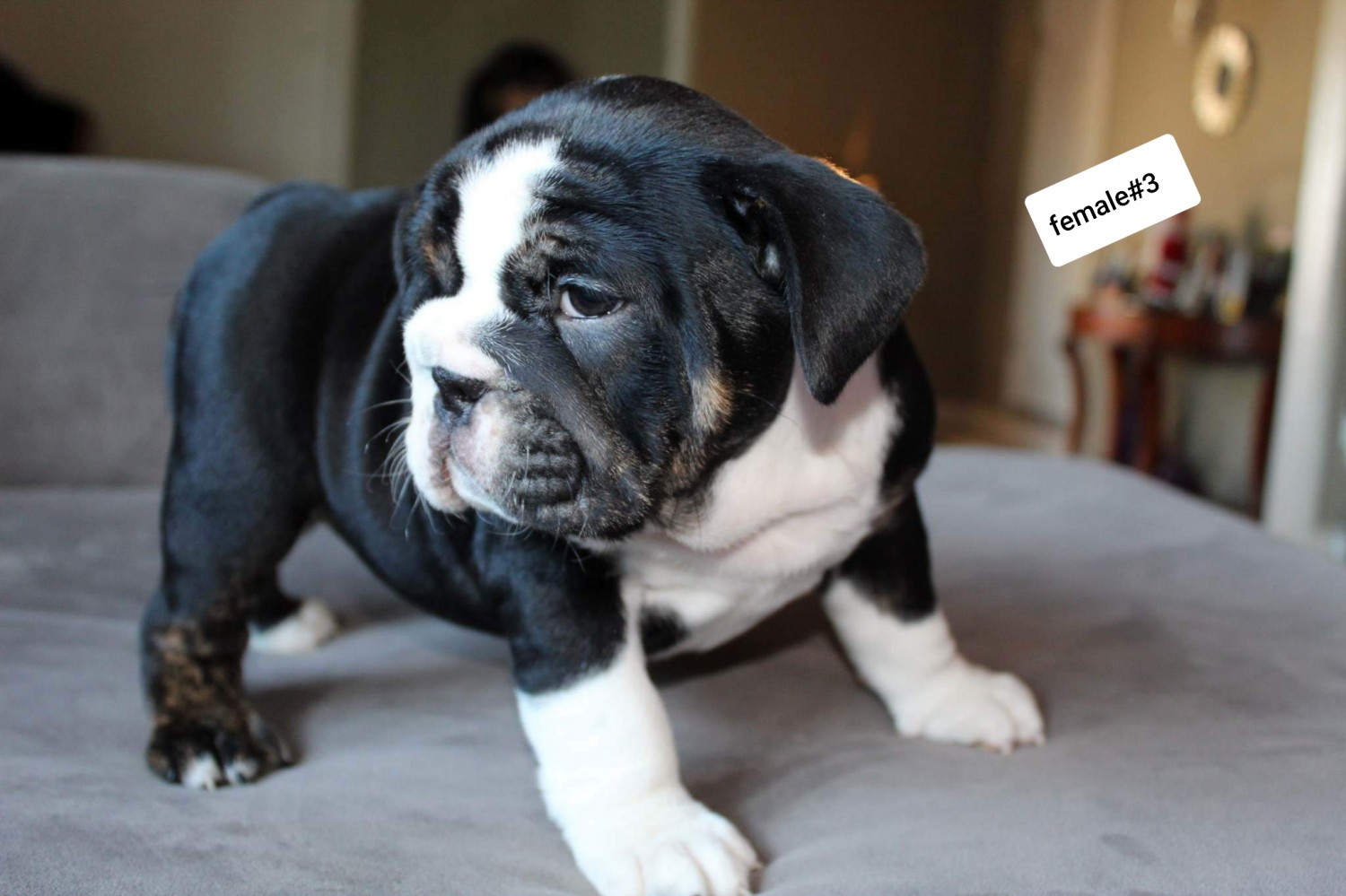 English Bulldog Puppies For Sale Modesto, CA 288366
