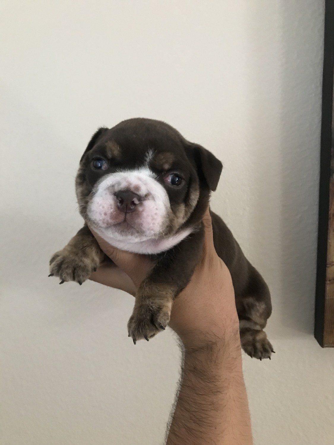 English Bulldog Puppies For Sale Corona, CA 288628