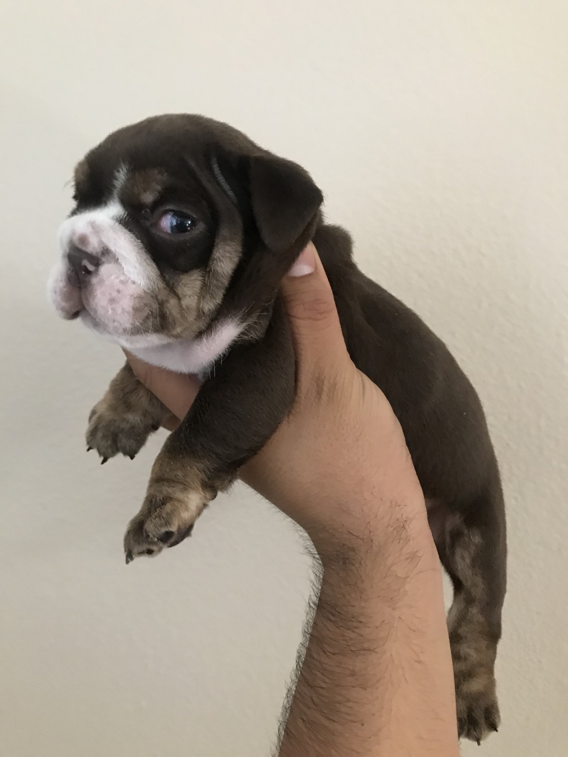 English Bulldog Puppies For Sale Corona, CA 288628