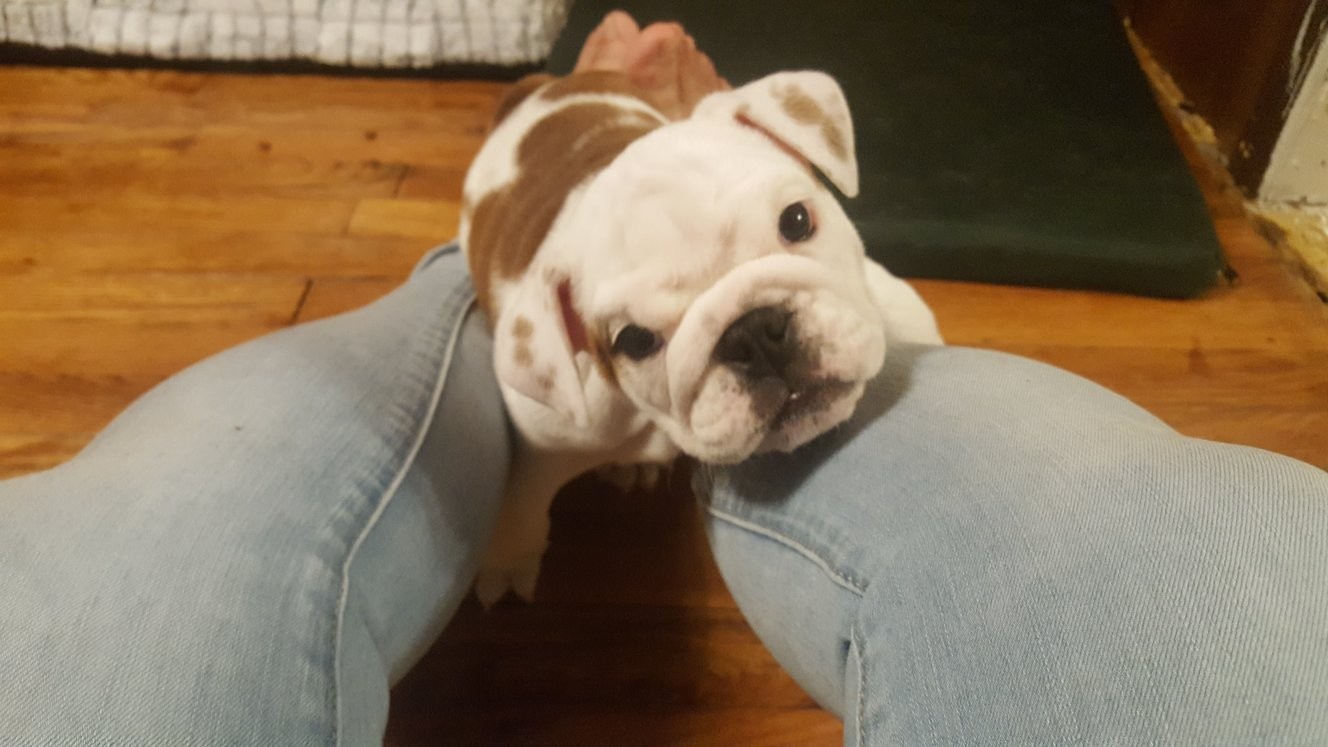 English Bulldog Puppies For Sale Somerset, KY 289165