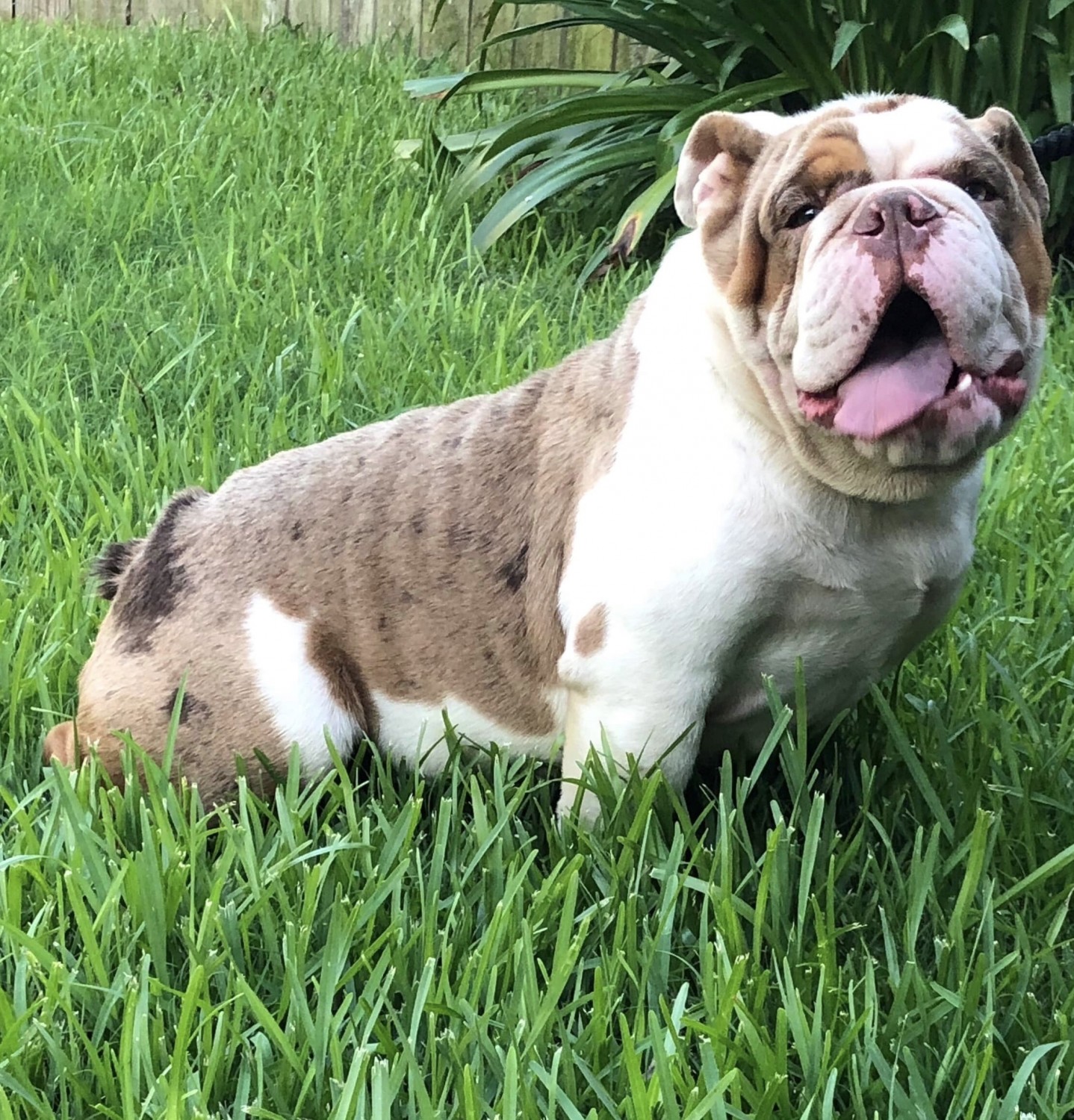 English Bulldog Puppies For Sale In Houston Texas East