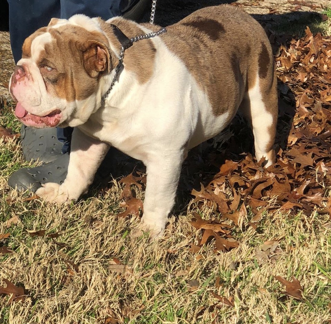 English Bulldog Puppies For Sale San Antonio, TX 293115
