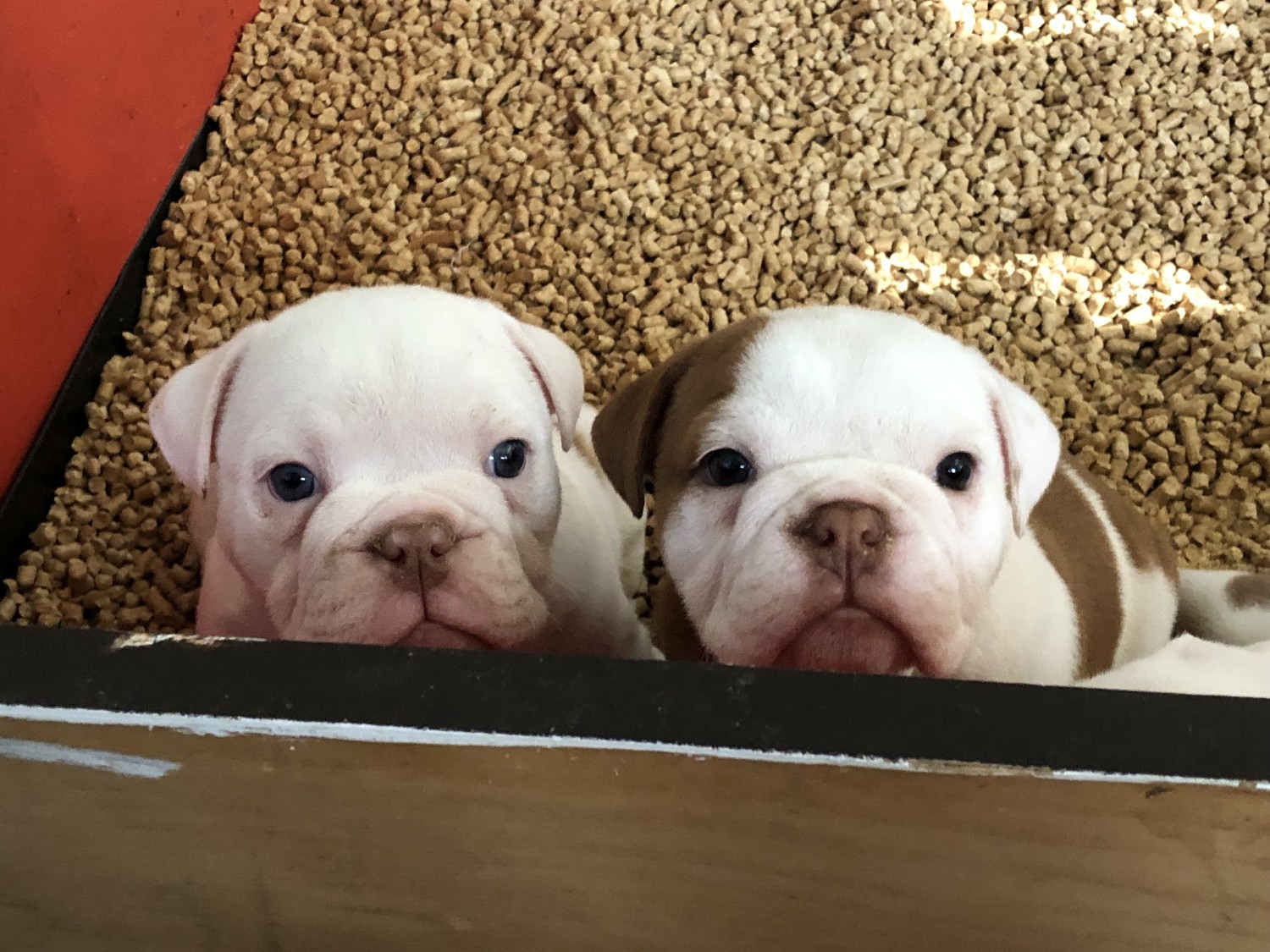 English Bulldog Puppies For Sale Homestead, FL 297689