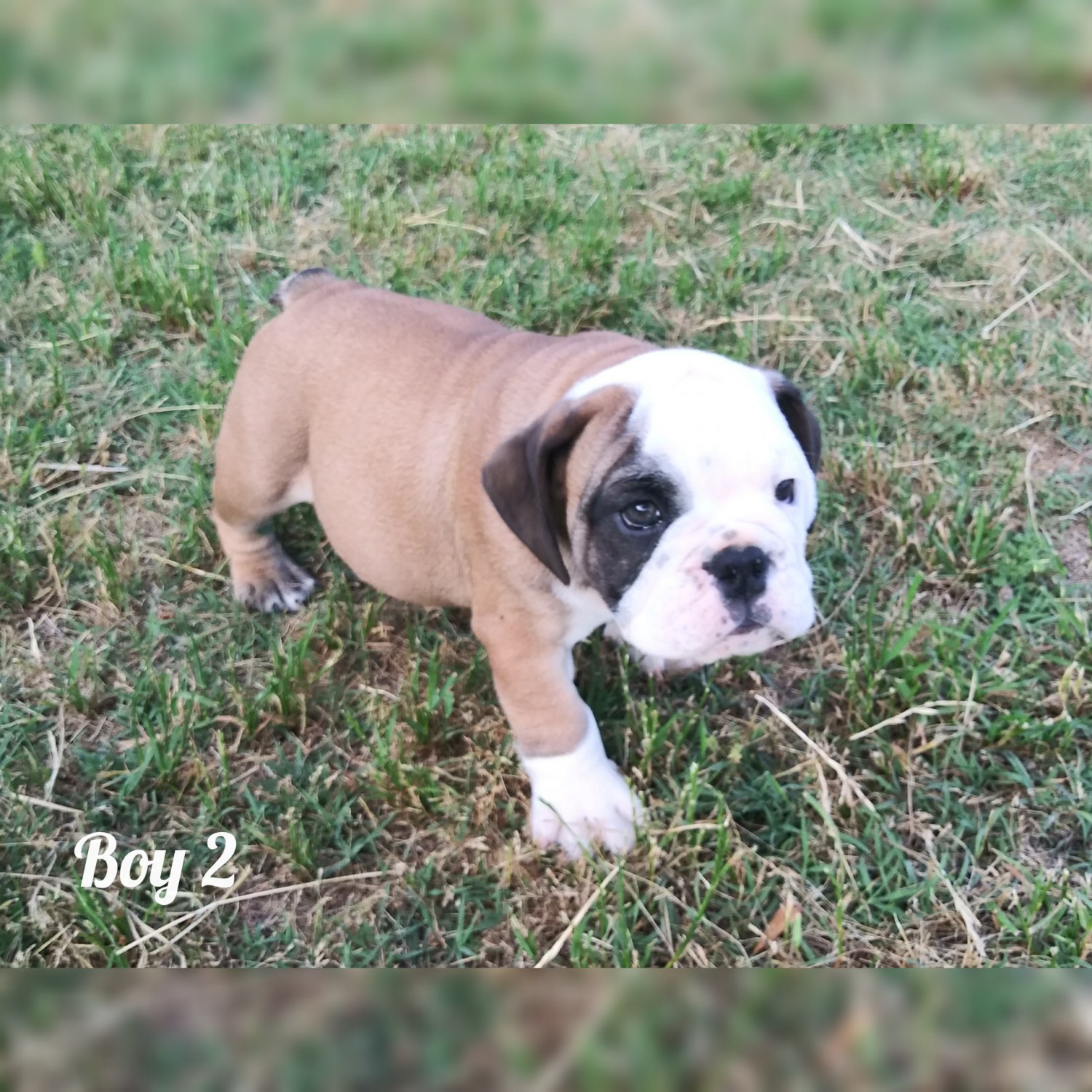 English Bulldog Puppies For Sale Benson, NC 297917