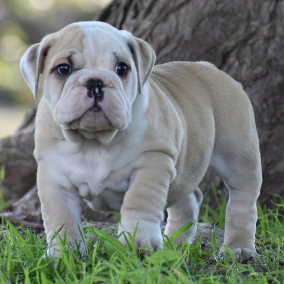 English Bulldog Puppies For Sale Boston, MA 298511