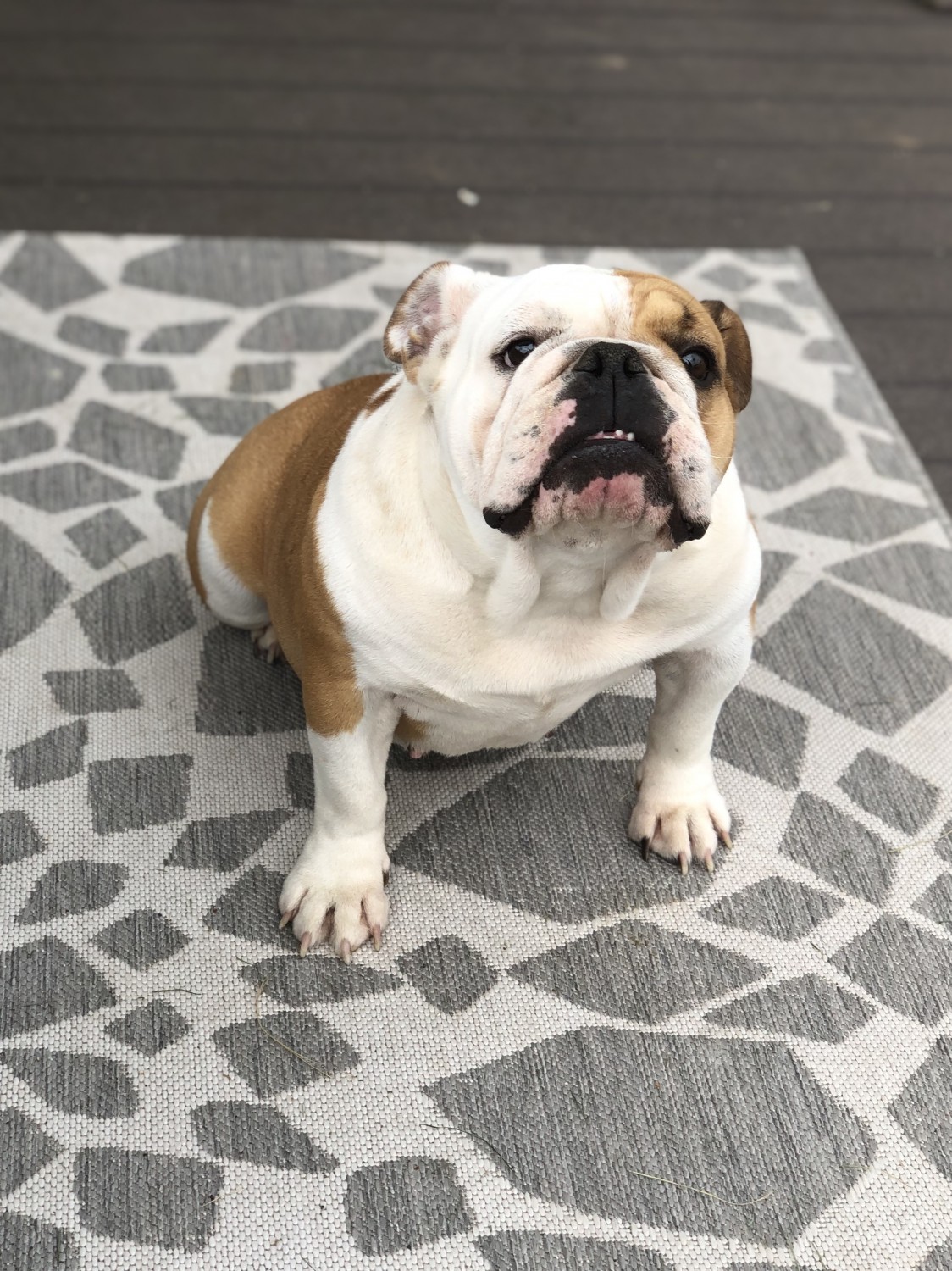 English Bulldog Puppies For Sale Greenville, WI 299903