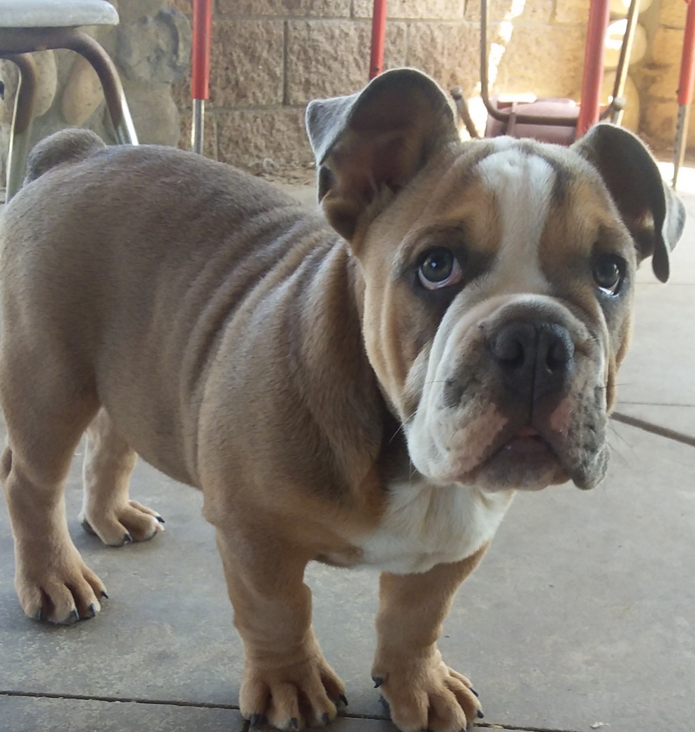English Bulldog Puppies For Sale Norco, CA 292165