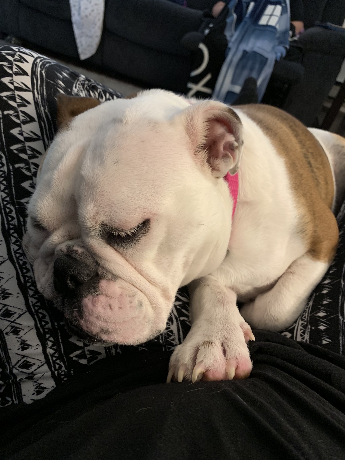 English Bulldog Puppies For Sale Toms River, NJ 307451