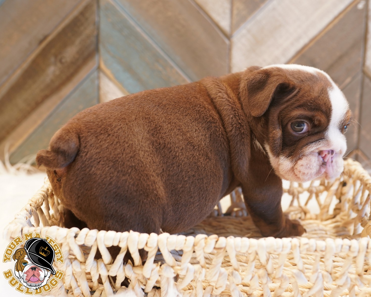 English Bulldog Puppies For Sale Dallas, TX 308021