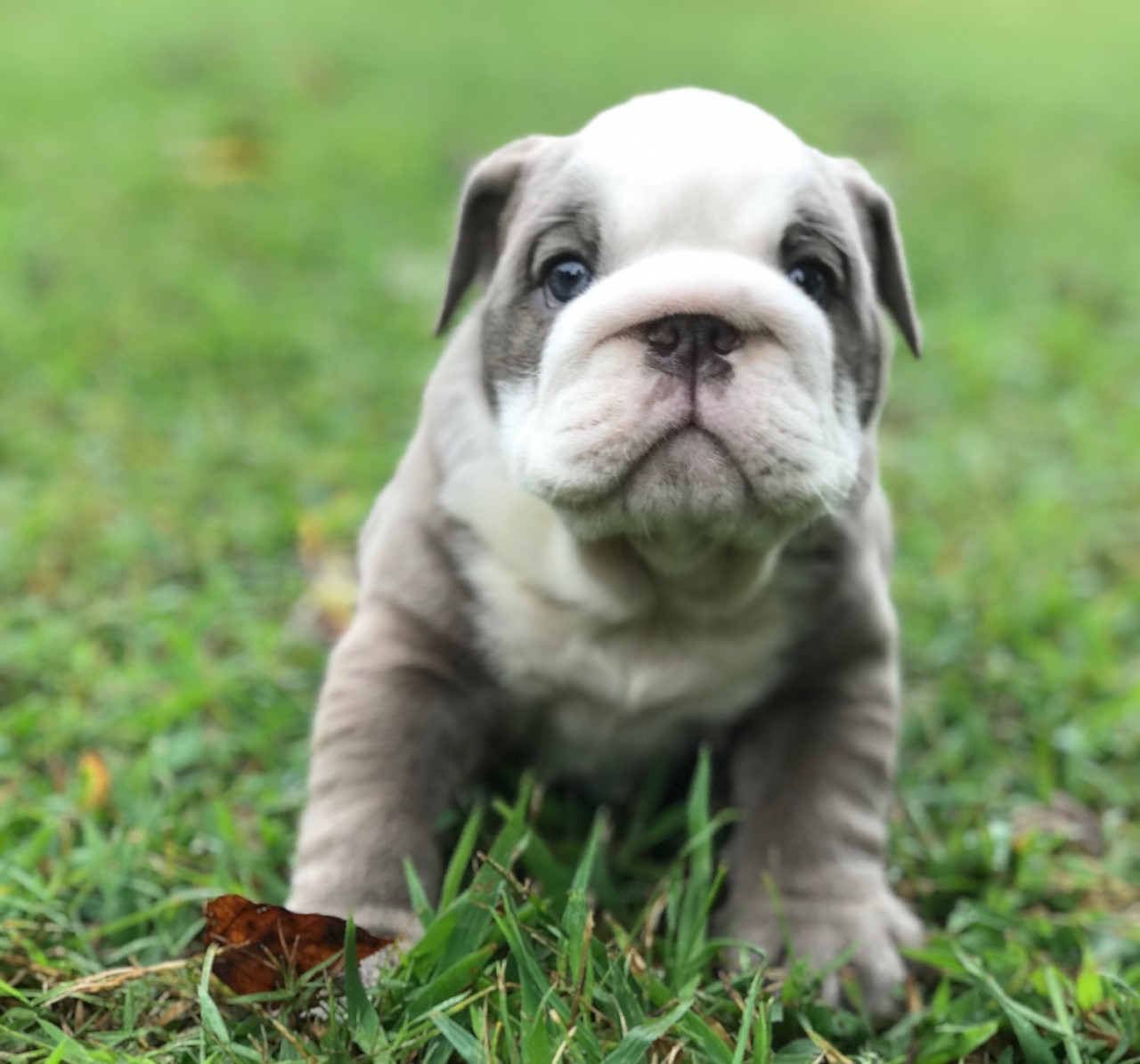 English Bulldog Puppies For Sale Pikeville Ky 308421