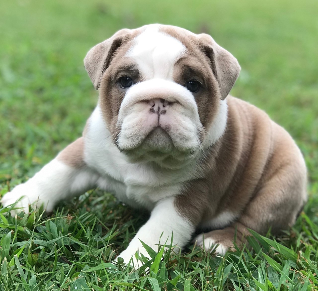 English Bulldog Puppies For Sale In Kentucky Area My Hobby