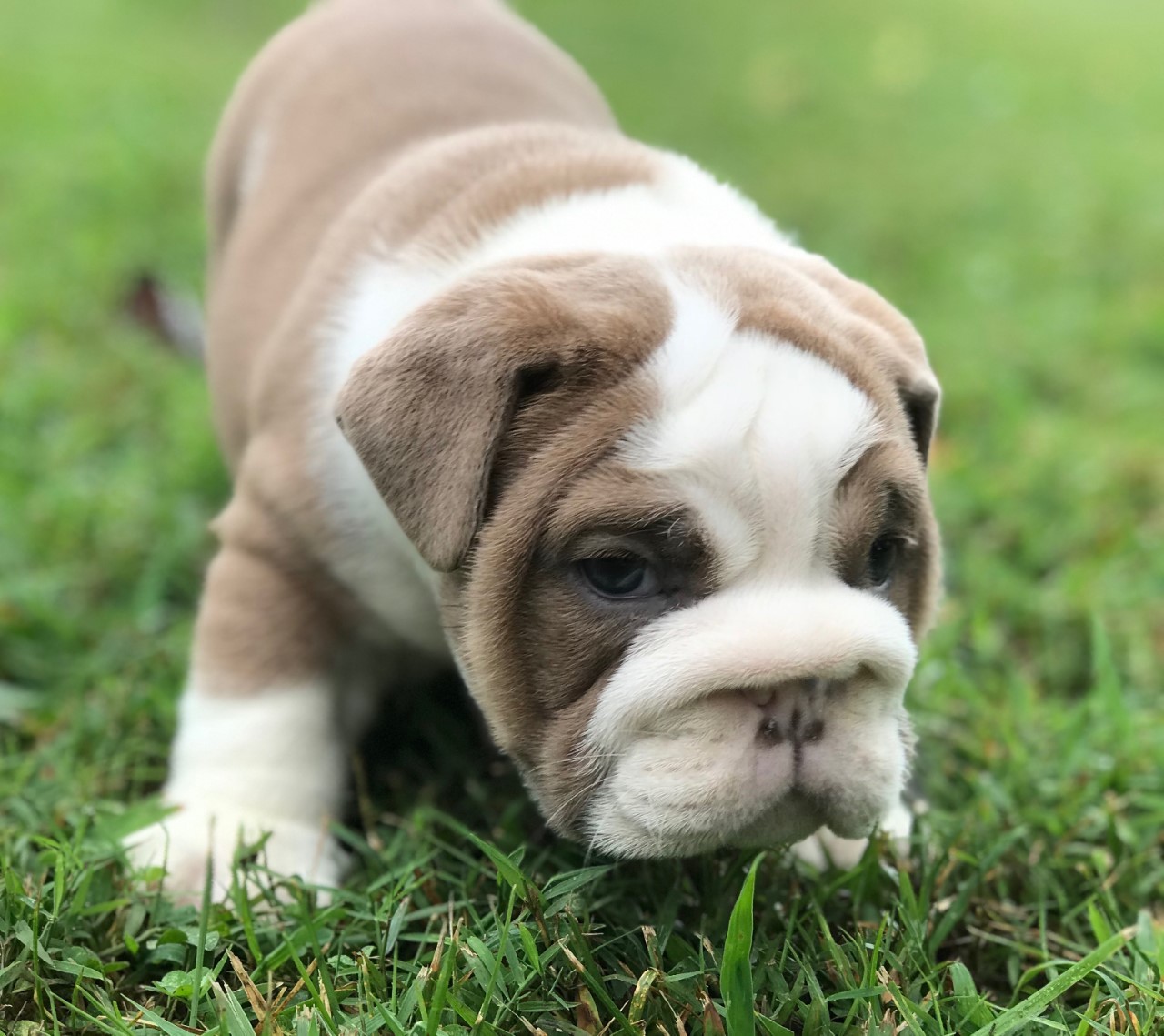 English Bulldog Puppies For Sale Pikeville Ky 308422