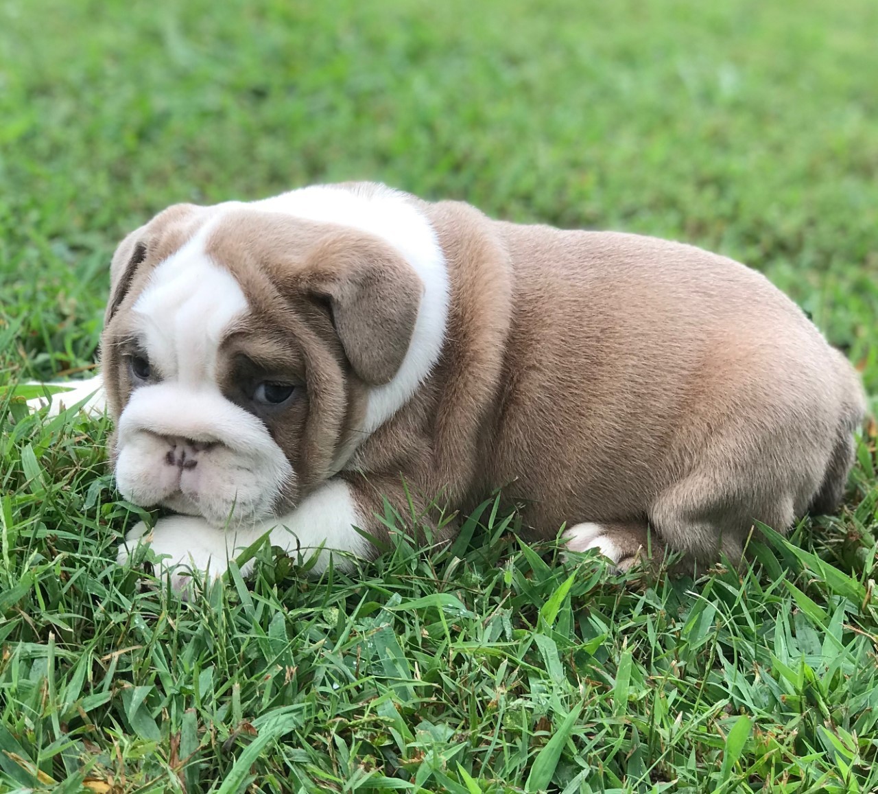 English Bulldog Puppies For Sale Pikeville, KY 308422