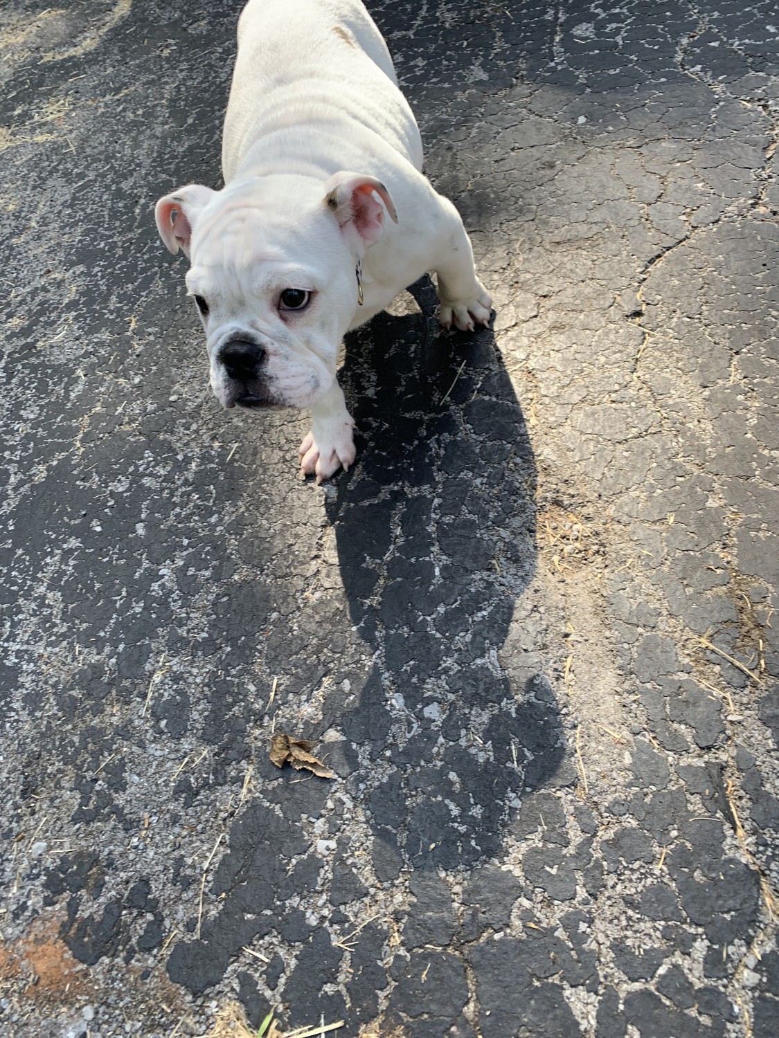 English Bulldog Puppies For Sale Knoxville, TN 309277