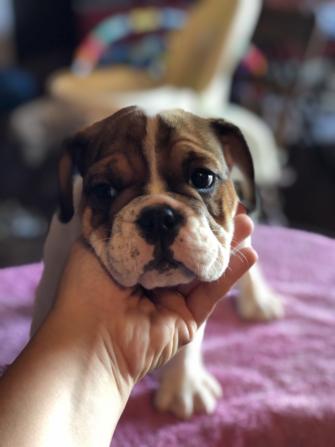 English Bulldog Puppies For Sale San Antonio, TX 311710