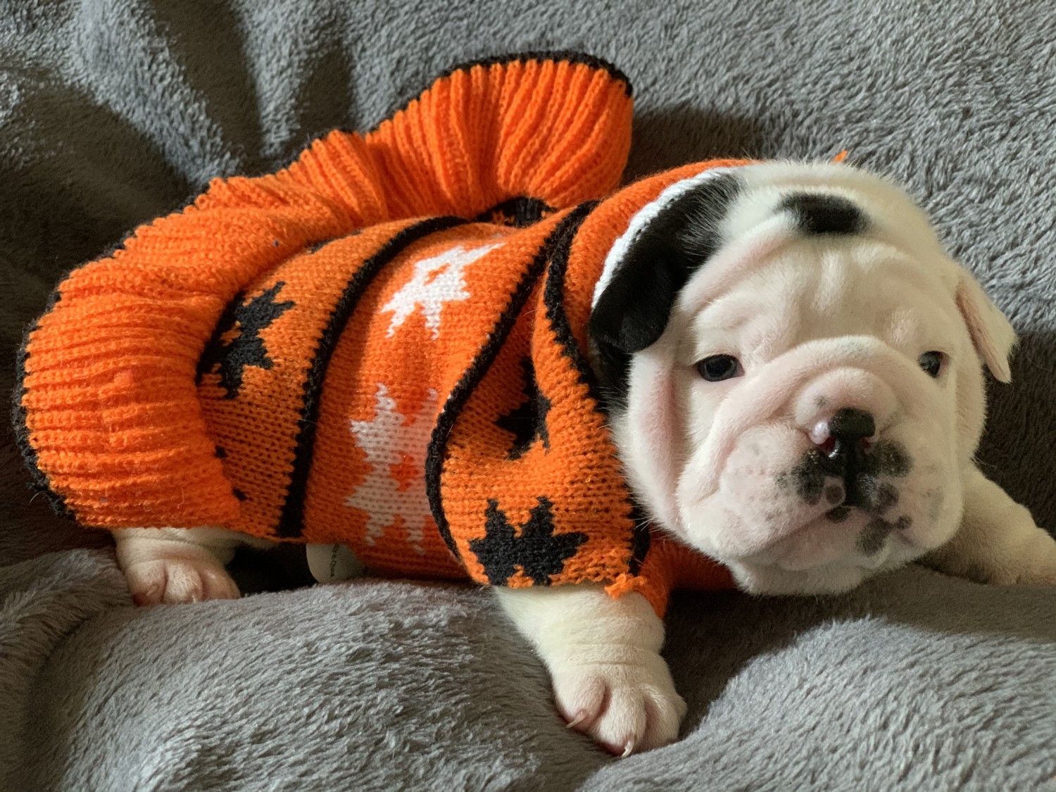 English Bulldog Puppies For Sale Charles Town, WV 312462