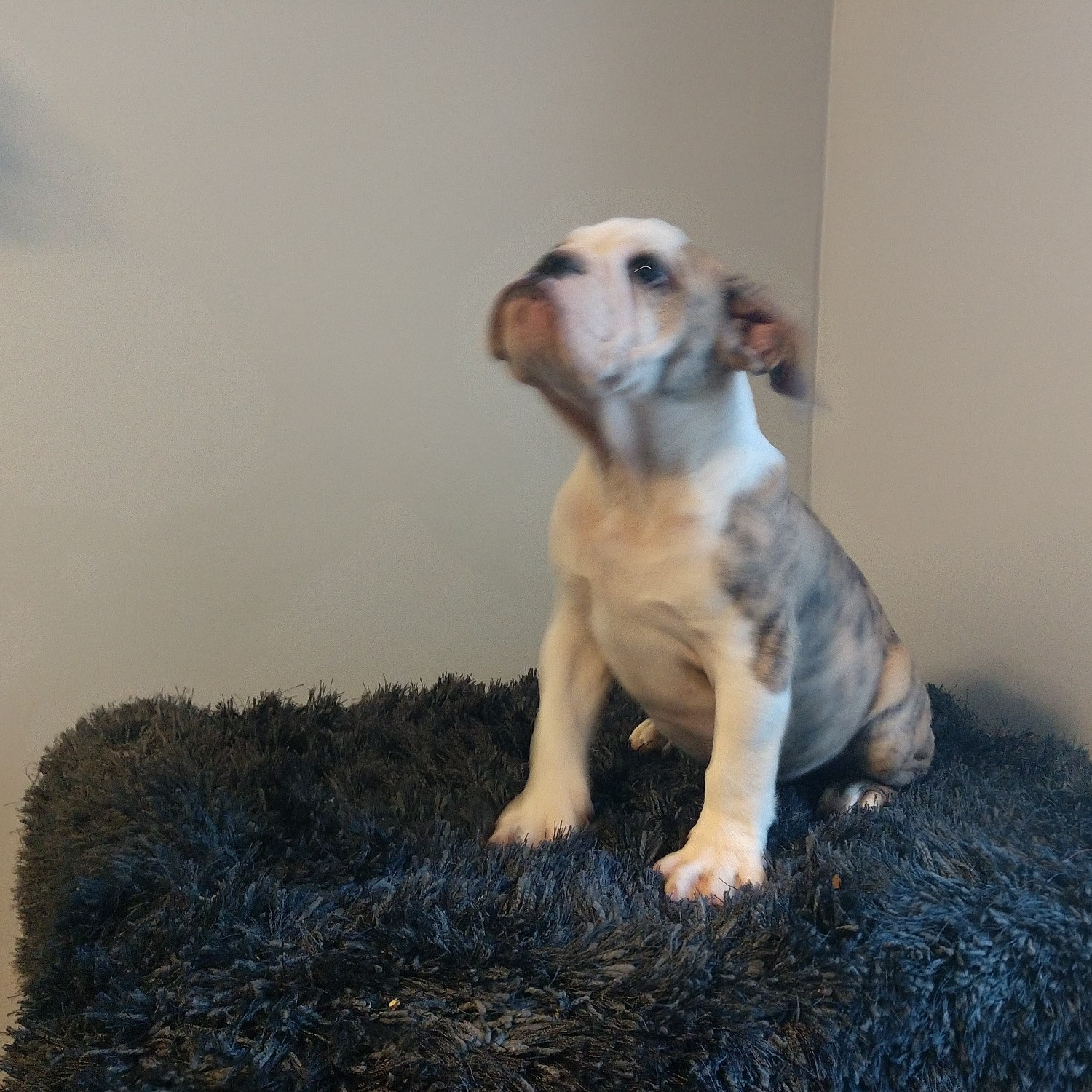 English Bulldog Puppies For Sale | Charleston, SC #314836