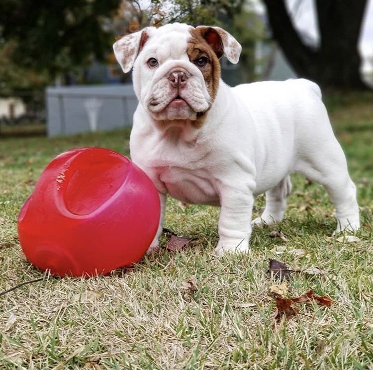 English Bulldog Puppies For Sale Columbia, SC 316654