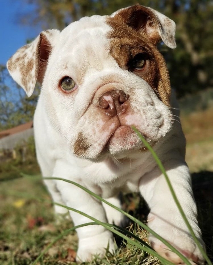 English Bulldog Puppies For Sale Columbia, SC 316654