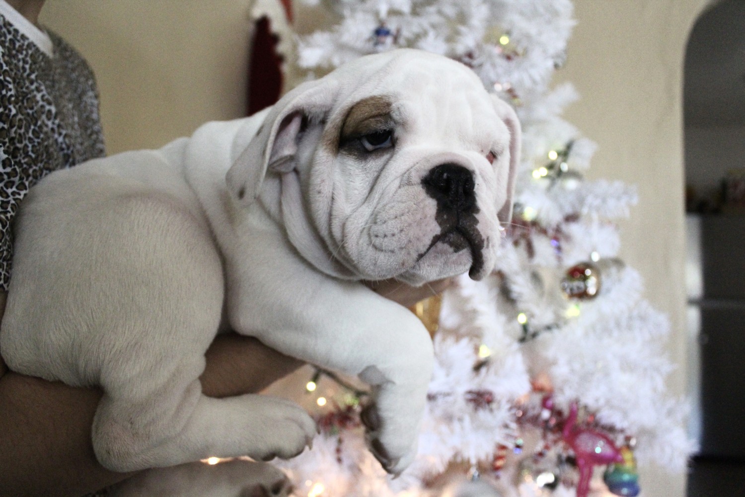 English Bulldog Puppies For Sale Tucson, AZ 318384