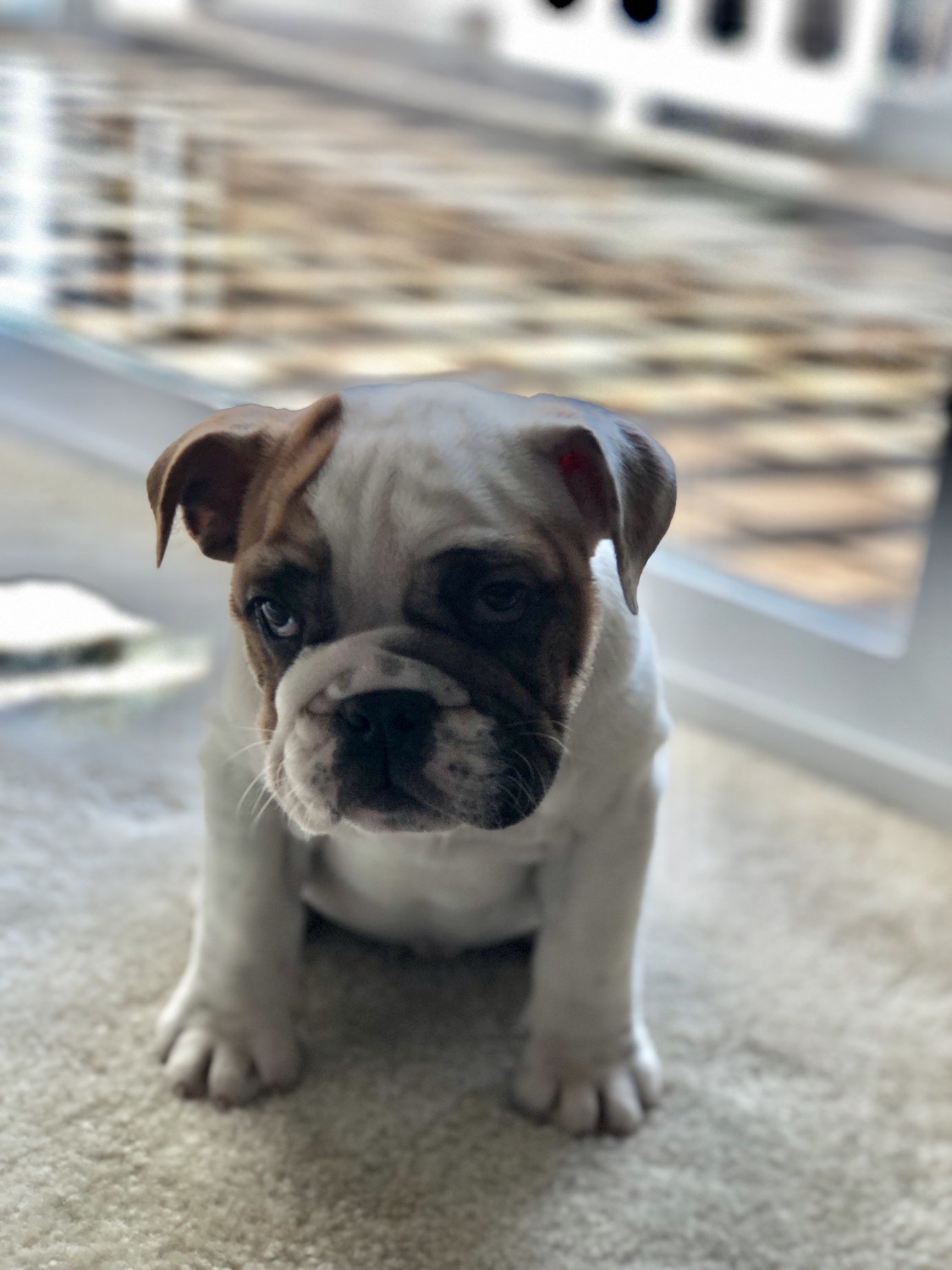 English Bulldog Puppies For Sale North East, MD 318639