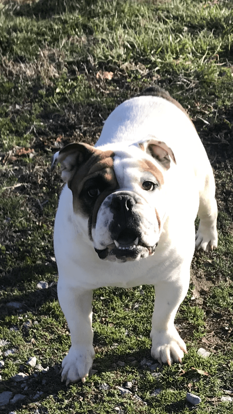 English Bulldog Puppies For Sale McCreary County, KY 319508