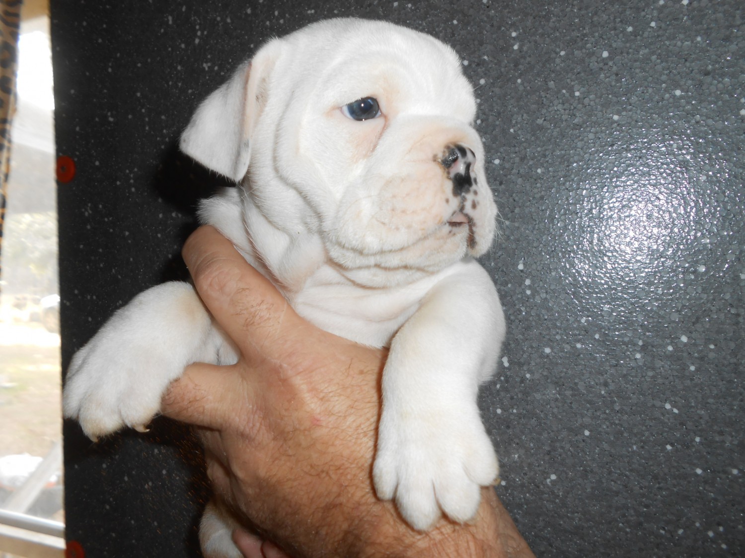 English Bulldog Puppies For Sale Four Oaks, NC 320813