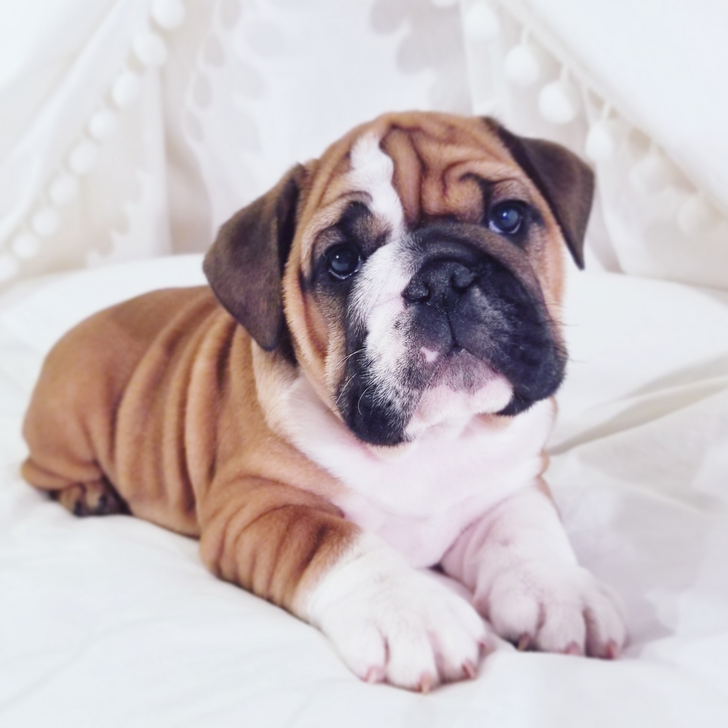 English Bulldog Puppies For Sale Erie, PA 320942