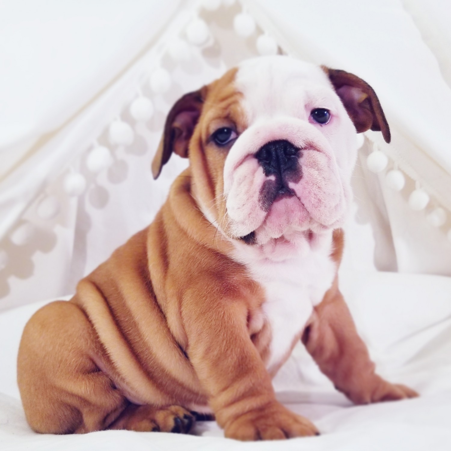 English Bulldog Puppies For Sale Erie, PA 320946