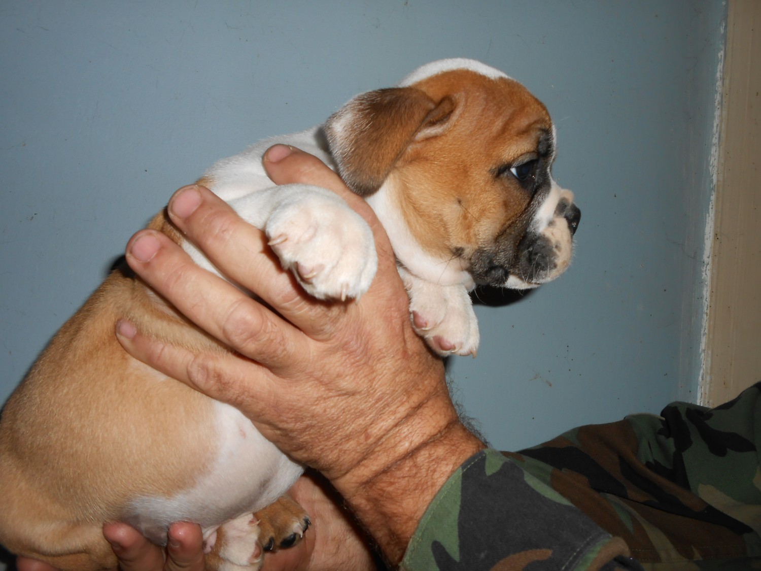 English Bulldog Puppies For Sale Four Oaks, NC 320813