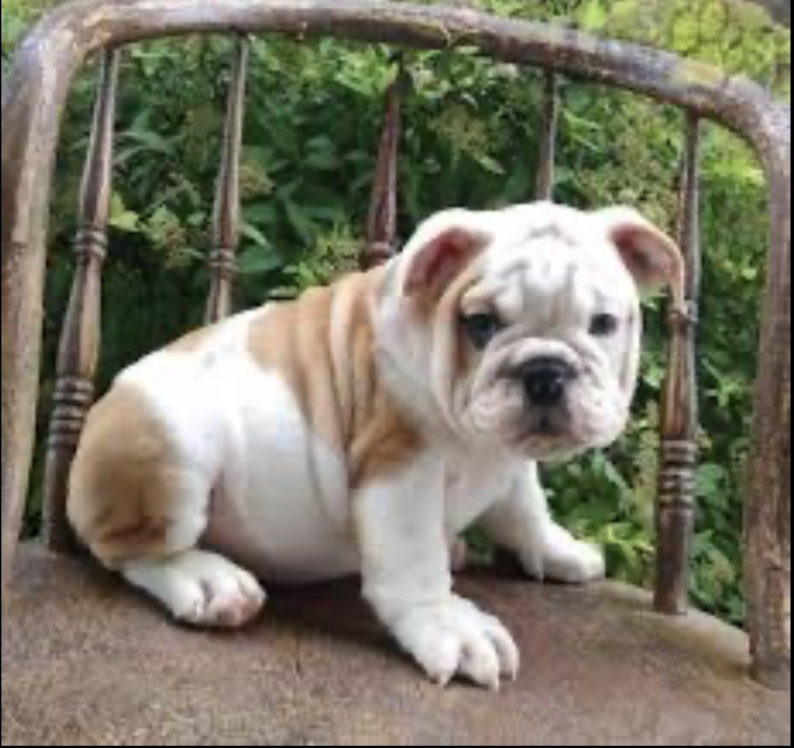 English Bulldog Puppies For Sale Savannah, GA 322553