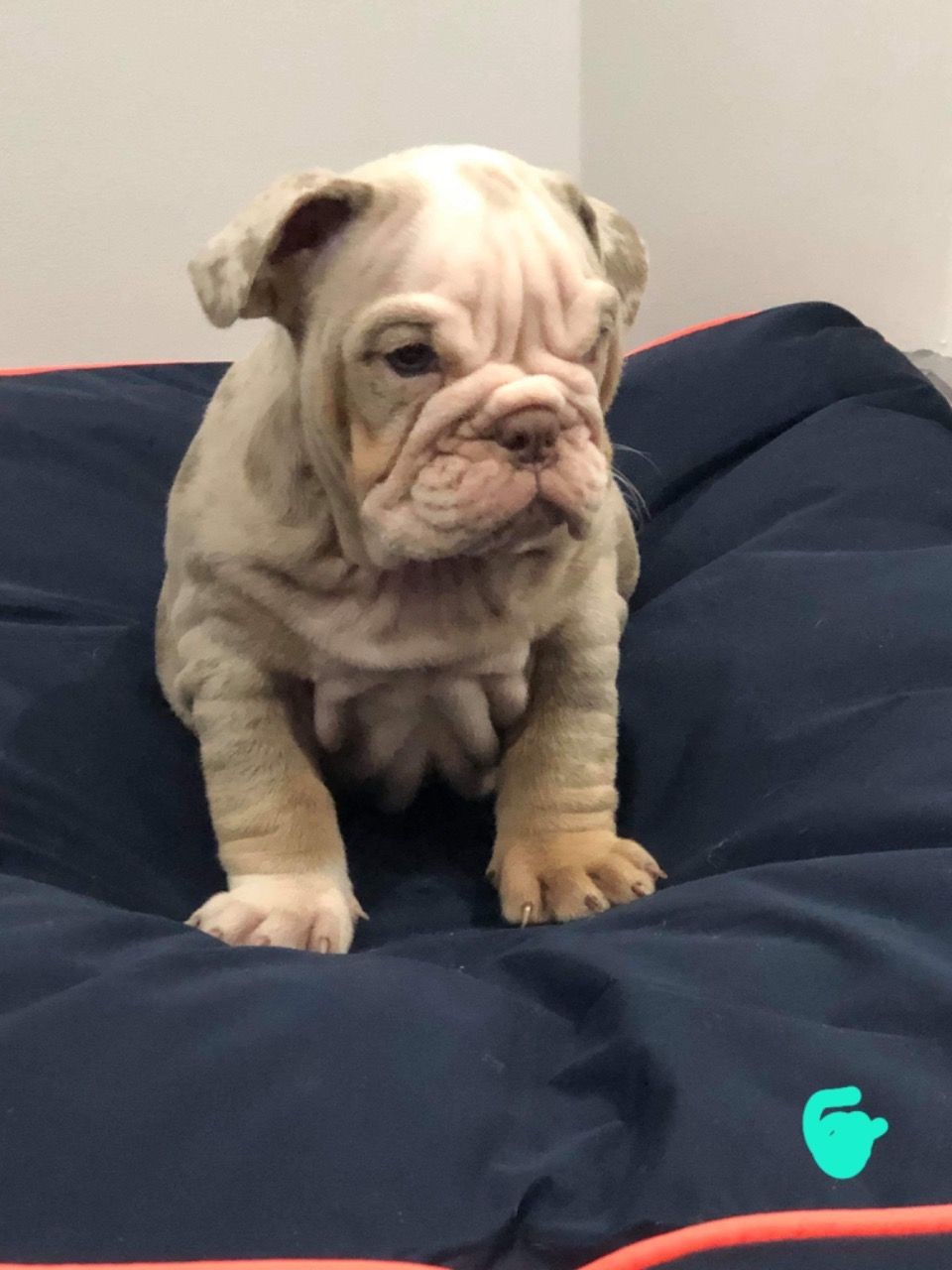 English Bulldog Puppies For Sale Indianapolis, IN 324007