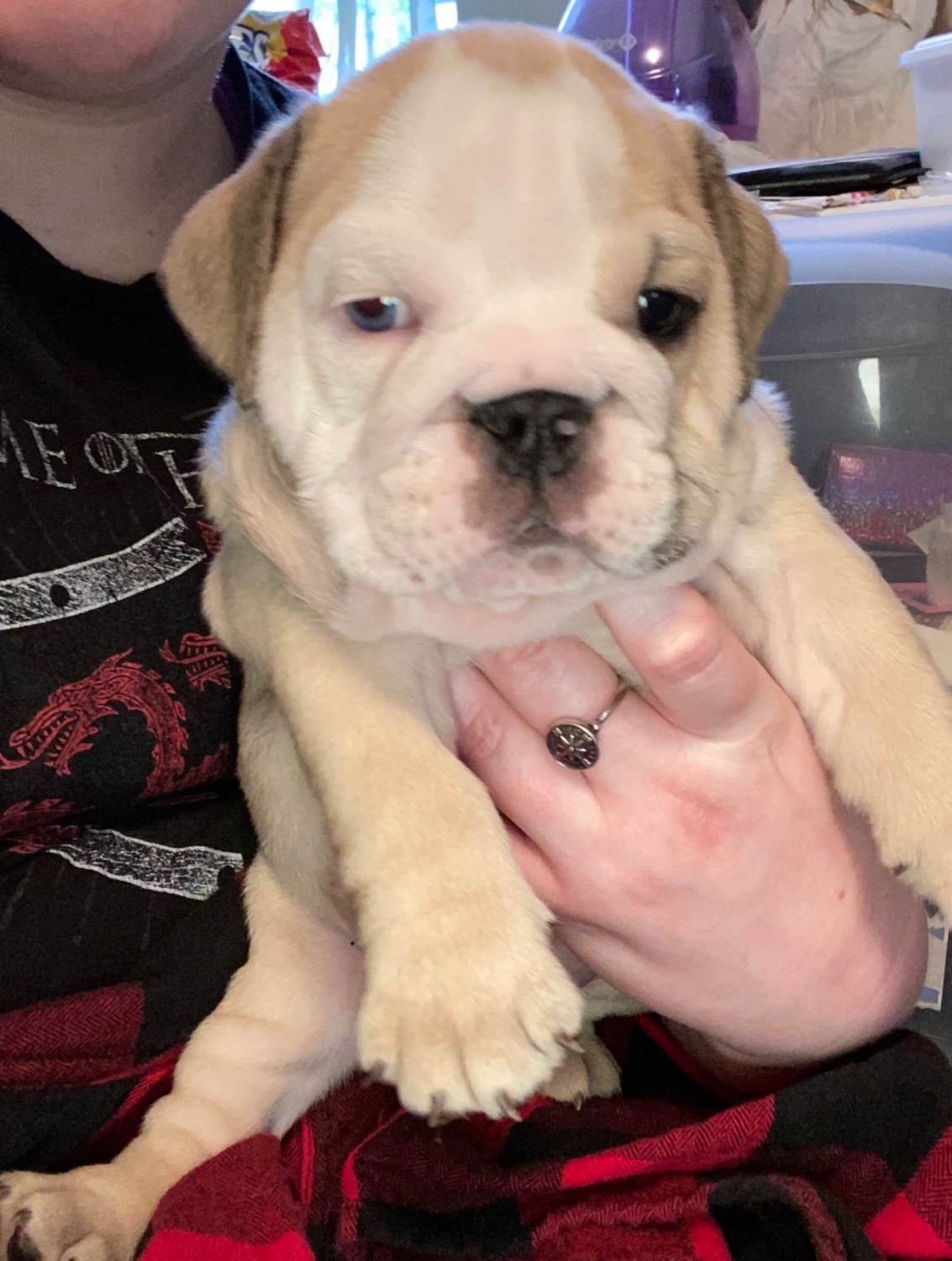 English Bulldog Puppies For Sale Fort Smith, AR 325509