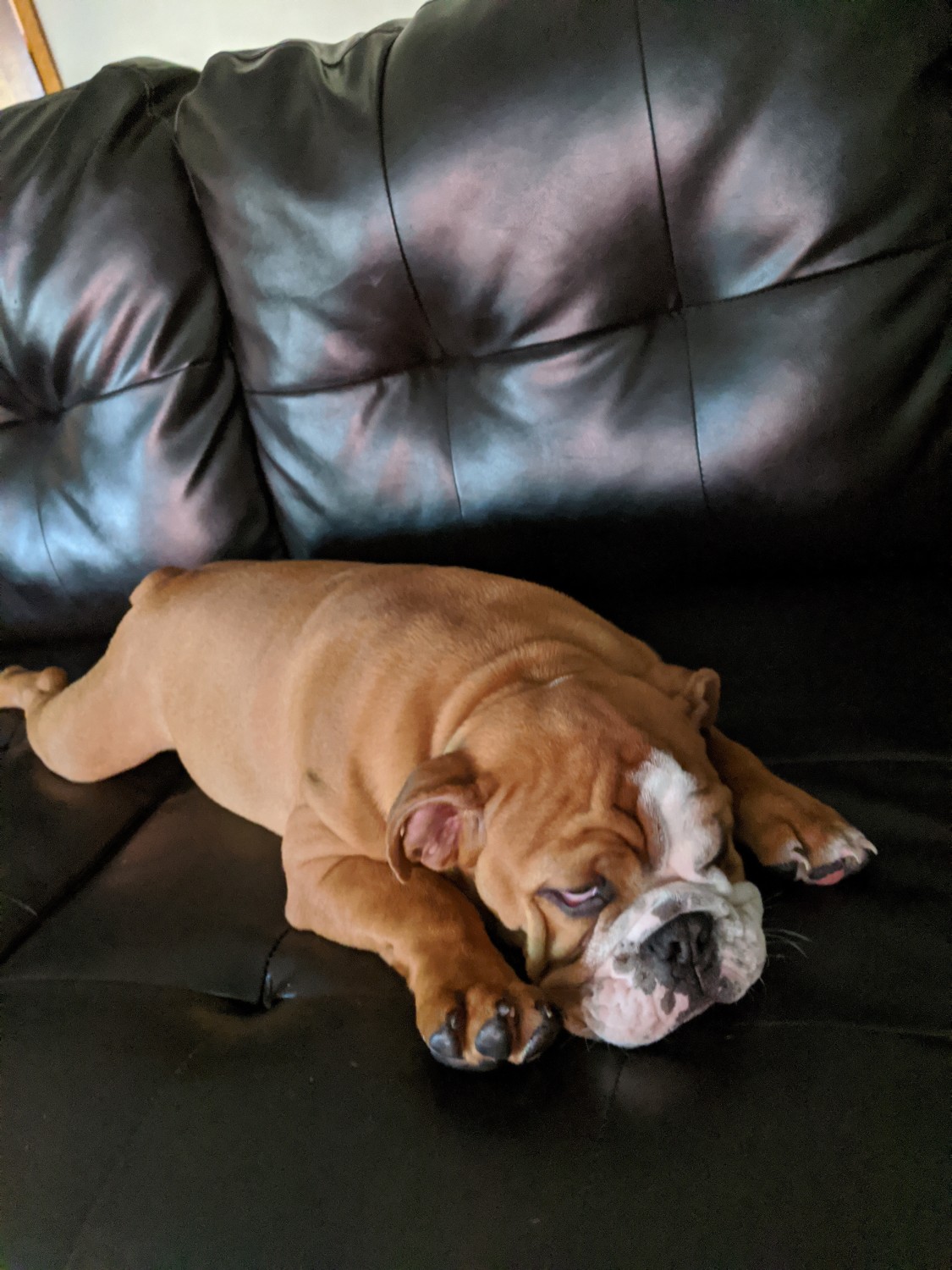 English Bulldog Puppies For Sale | Des Moines, IA #329905