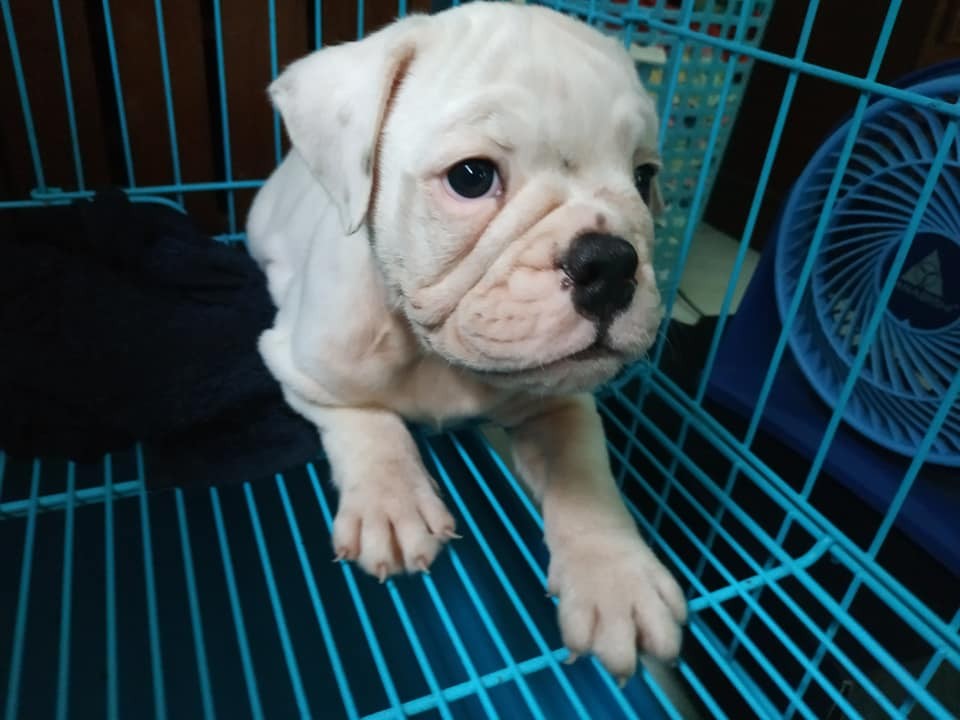 English Bulldog Puppies For Sale Portland, OR 330485