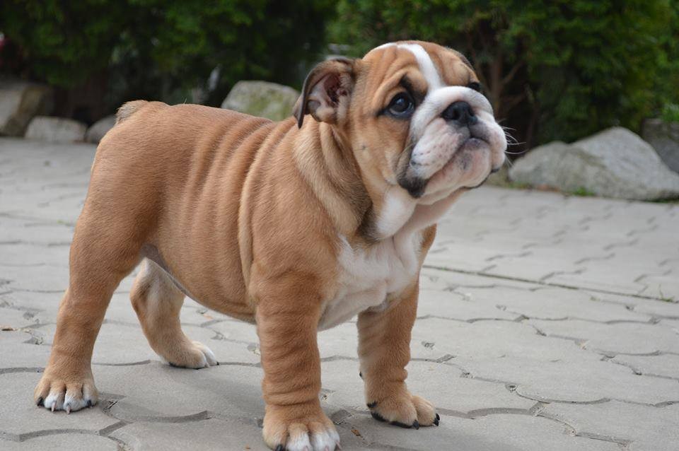 English Bulldog Puppies For Sale New Mexico 128, NM 330501