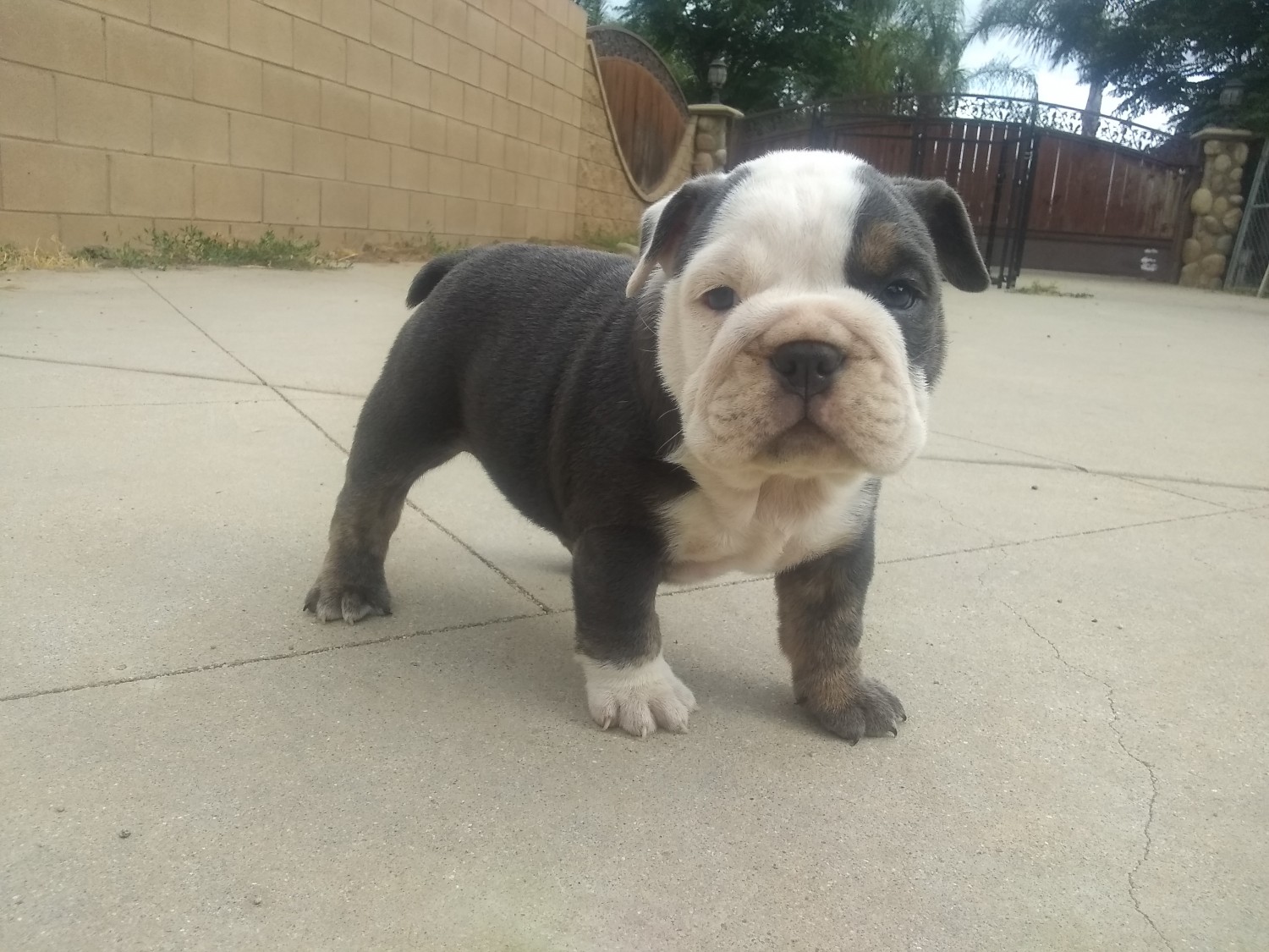 English Bulldog Puppies For Sale Norco, CA 330999