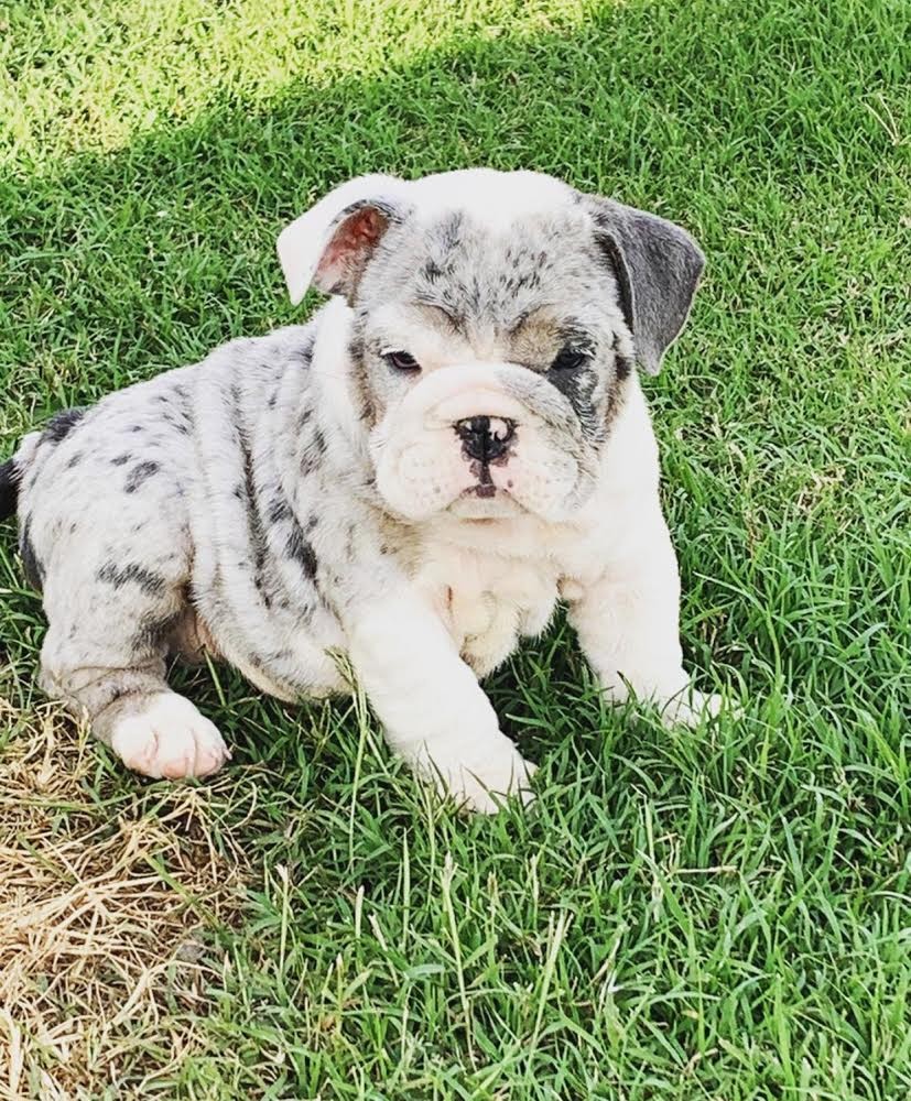 English Bulldog Puppies For Sale San Antonio, TX 332978