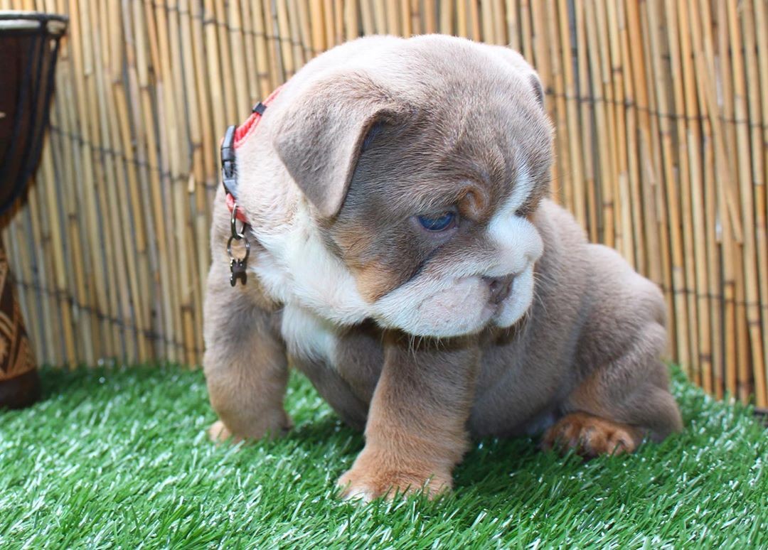 English Bulldog Puppies For Sale Orlando, FL 333396