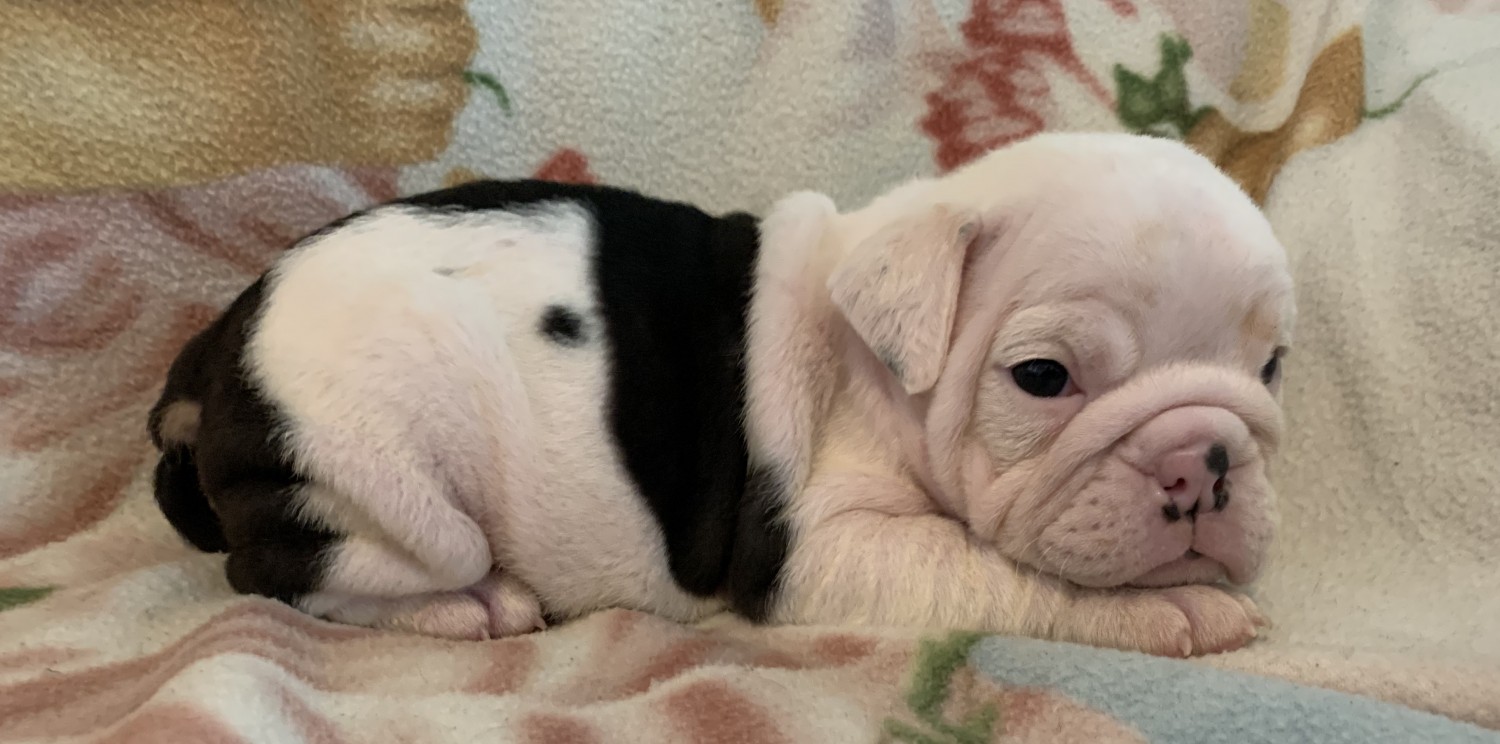 English Bulldog Puppies For Sale Kansas City, KS 334866
