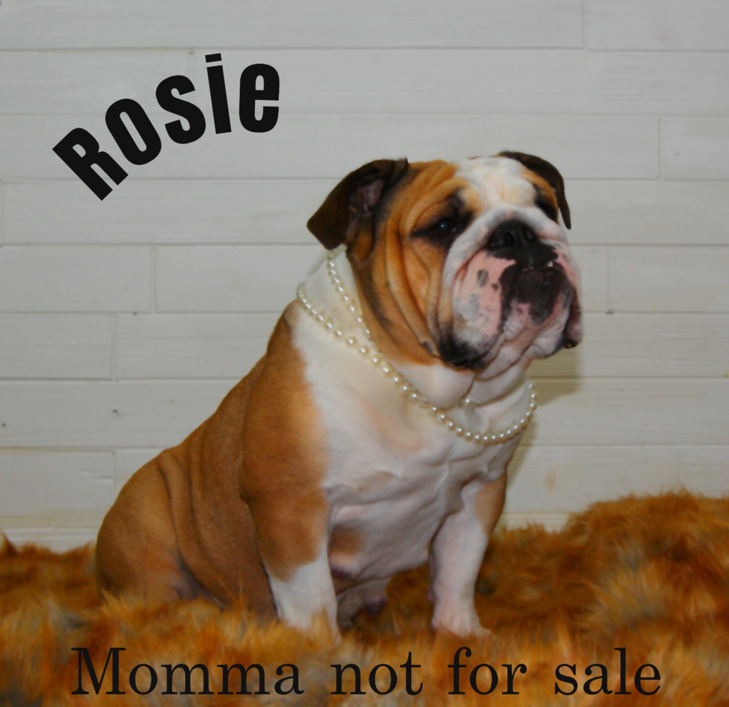 English Bulldog Puppies For Sale Clermont, FL 340029