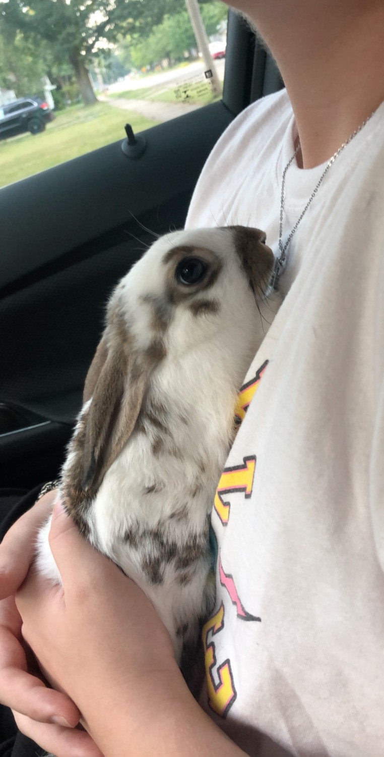 English Lop Rabbits For Sale Marlboro Road, MI 317845