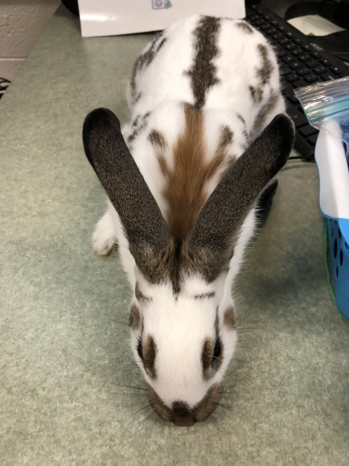 English Lop Rabbits For Sale Marlboro Road, MI 317845