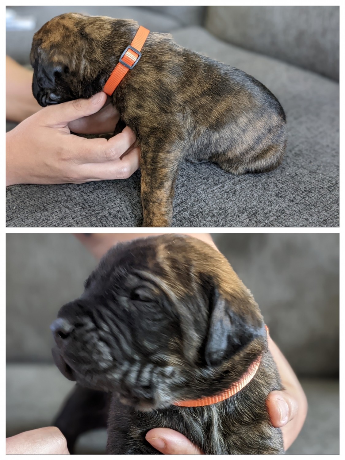 English Mastiff Puppies For Sale Ruckersville, VA 435631