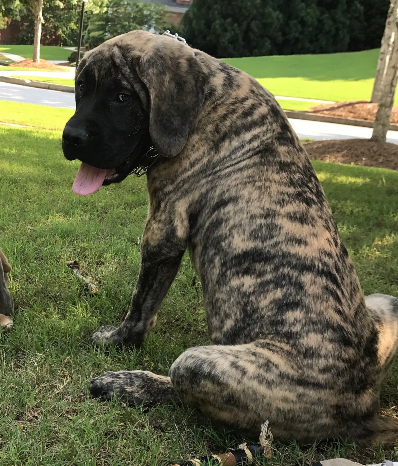 English Mastiff Puppies For Sale Atlanta, GA 221444