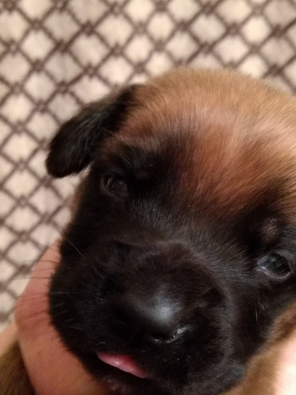 English Mastiff Puppies For Sale Caldwell, TX 237310