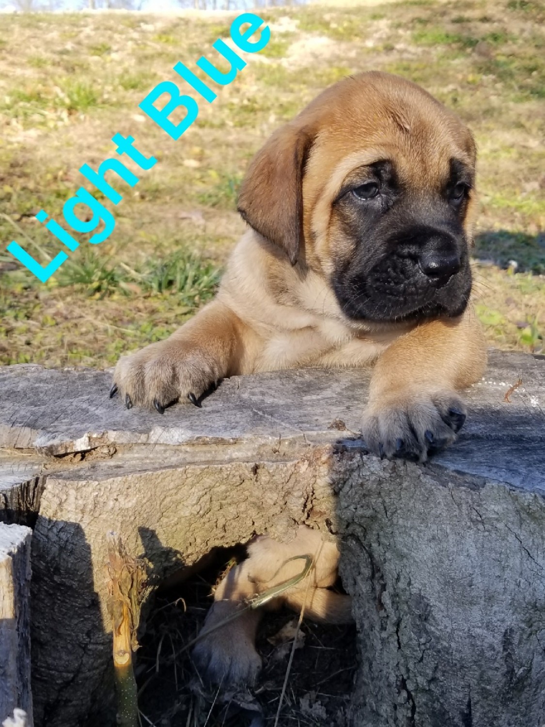 English Mastiff Puppies For Sale Township Road 2313