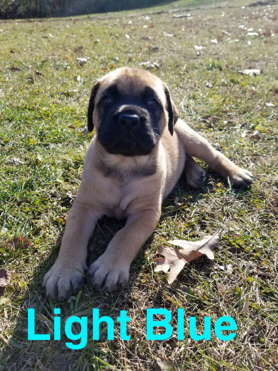 English Mastiff Puppies For Sale Township Road 2313